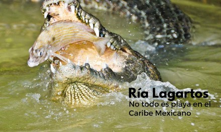 Ría Lagartos: no todo es playa en el caribe mexicano
